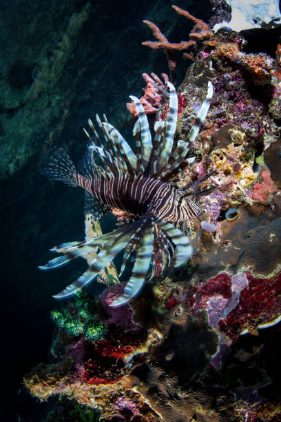 istock Lionfish Swimming Over Colorful Reef 1010185492