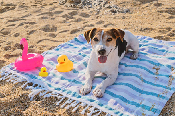 Cute jack russell terrier dog lying and enjoys on blue towel on sand of beach and looking at camera. Dog health care in heat season and active UV rays concept