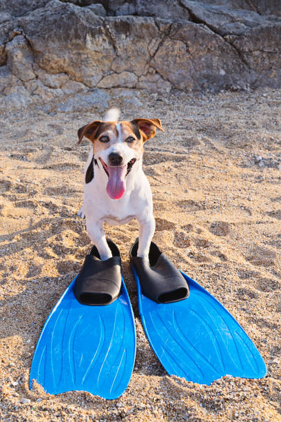 istock Concept of fun pastime withdog in the summertime 1010187708