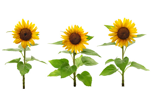 three sunflowers isolated on white background