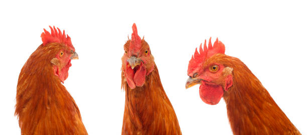 istock set of rooster head looking at camera 1010187974