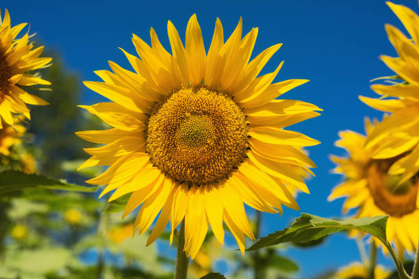 istock Sunflower field landscape 1010188210