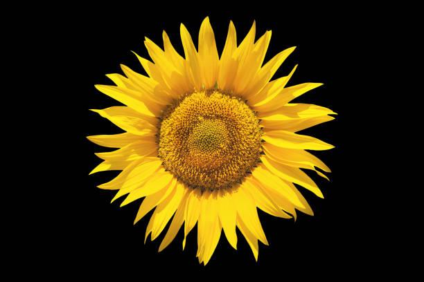 istock Sunflower on black isolated background 1010188224