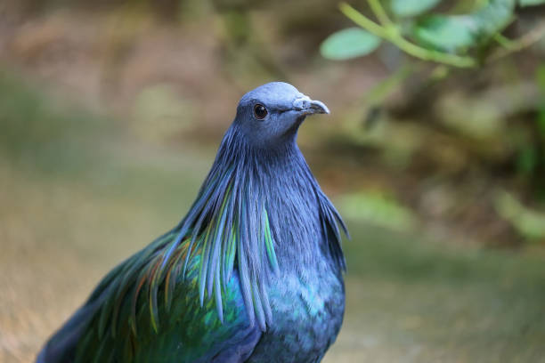 istock Female Nicobar Pigeon (Caloenas nicobarica) 1010191552