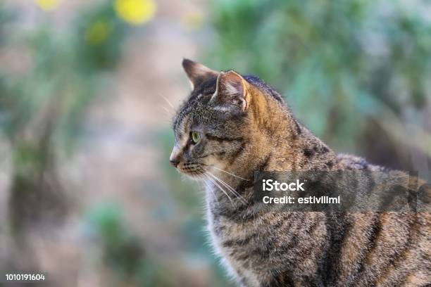 Large Striped European Grey Cat Stock Photo - Download Image Now - Shorthair Cat, Short Hair, Domestic Cat