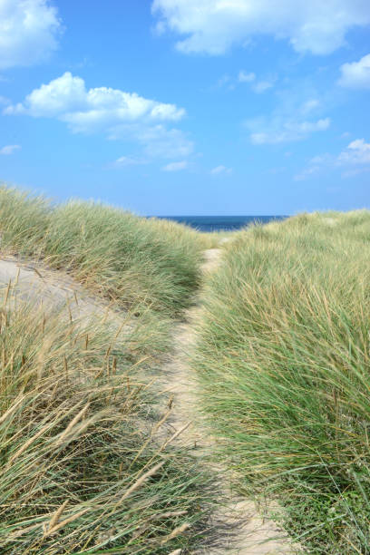 istock dune landscape in Denmark, national park thy 1010191992
