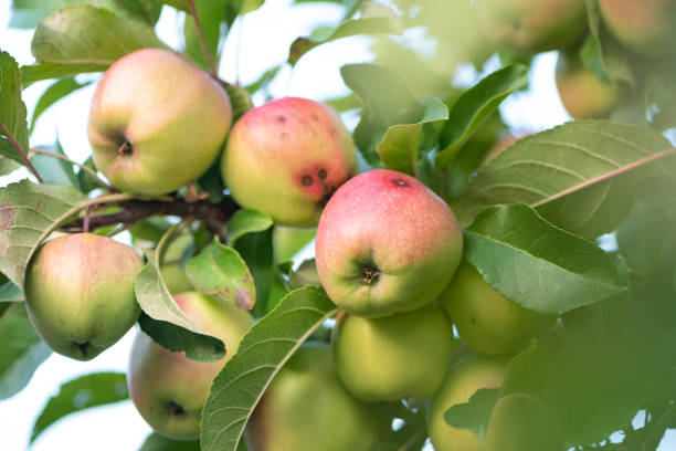 istock Apple hang on apple tree in late summer or early autumn 1010194808