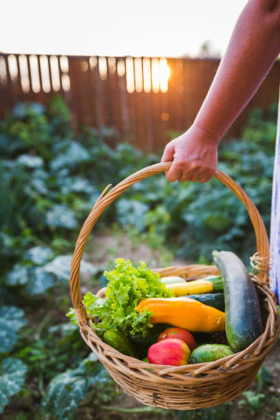Woman holding a basket filled with vegetables