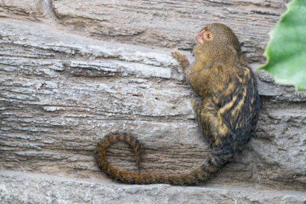 Pygmy Marmoset gripping a rock face Pygmy marmoset, Cebuella pygmaea, gripping a rock face. This is the smallest monkey in the world and is indigenous to South America and the Amazon rainforest pygmy marmoset stock pictures, royalty-free photos & images