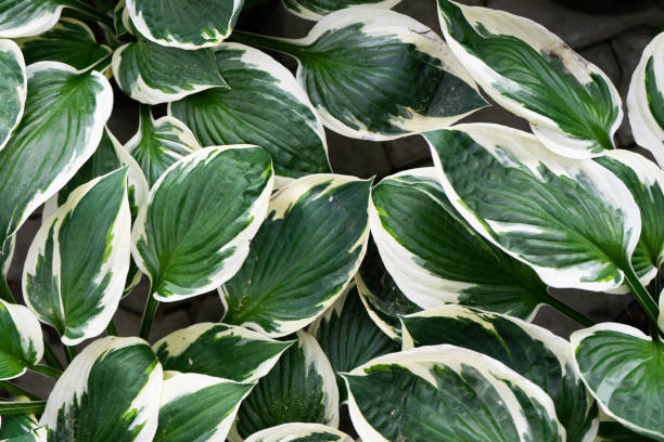 istock Creative layout of green and white leaves, nature background 1010197420