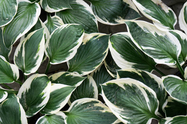 istock Creative layout of green and white leaves, nature background 1010197456