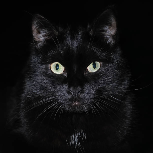 istock Portrait of a muzzle of a black cat on black 1010198138