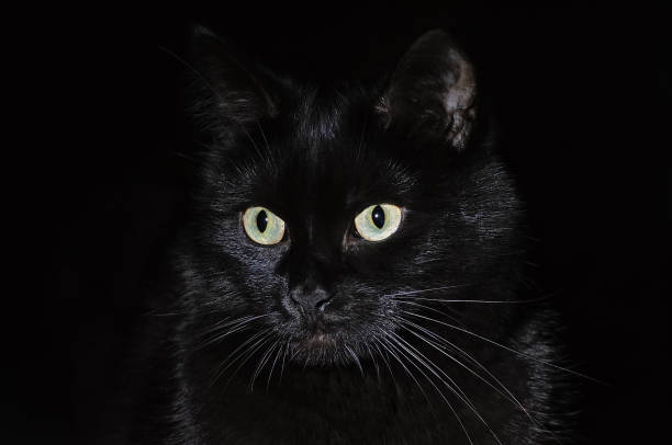 istock Beautiful young black cat on a black background 1010198154