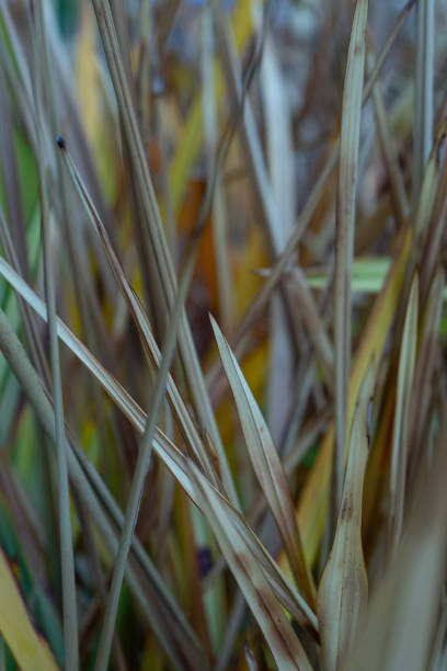 foglie vibranti di lino neozelandese phormium agavaceae tanax luce ddelight scura - new zealand flax foto e immagini stock