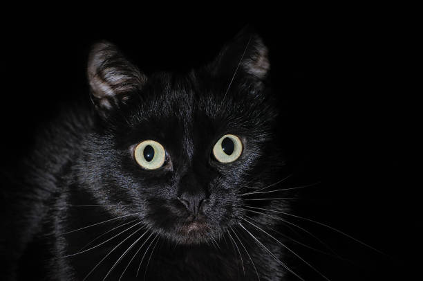 istock Beautiful young black cat on a black background 1010198244