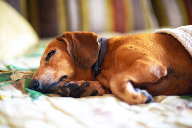 istock Old funny dachshund lies in the bed 1010198276