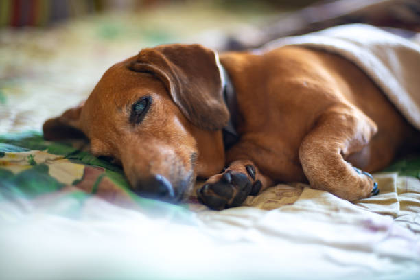 istock Old funny dachshund lies in bed 1010198296