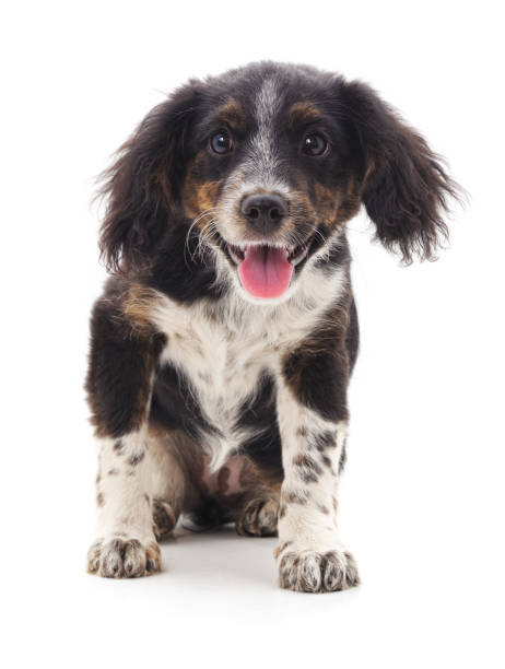 istock One shaggy dog. 1010208504