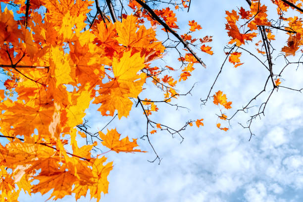 istock Colorful autumn leaves on a blue sky 1010209386
