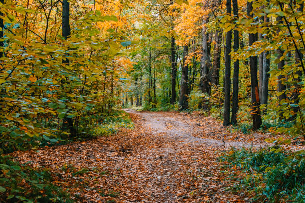 istock Path in a forest with colorful autumn leaves 1010210810