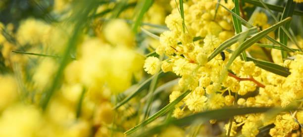 istock Blooming mimosa branches against the sky 1010211984