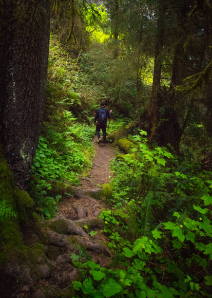 istock Del Norte Coast Redwoods State Park 1010215690