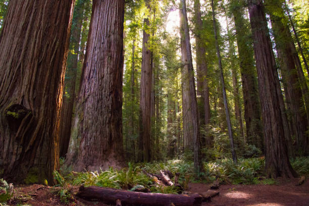 istock At Prairie Creek Redwoods State Park 1010215776