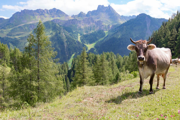 istock Cow in the alpine meadow 1010215936