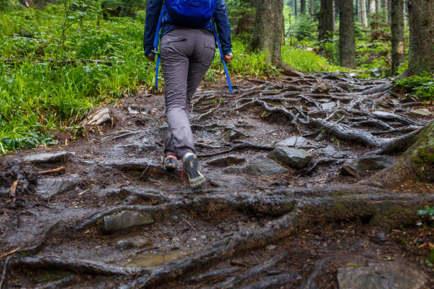 istock Young woman climbing on forest trail with roots 1010215982