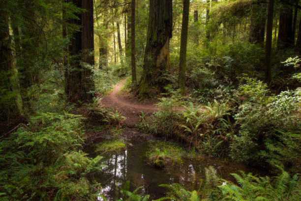 istock Along a Meandering Trail - Jedediah Smth Redwoods State Park 1010216088