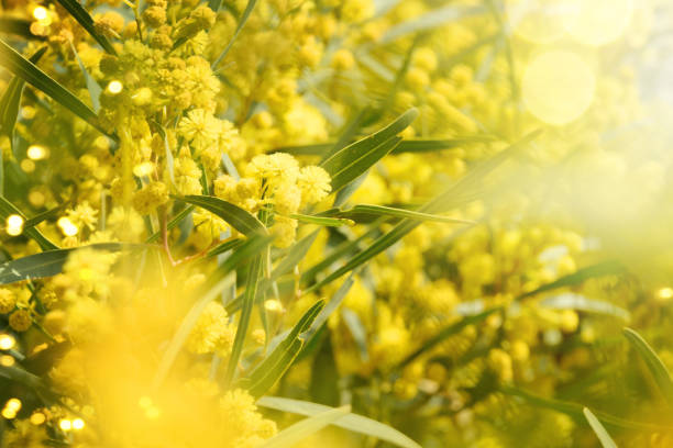 istock Blooming mimosa branches against the sky 1010216572
