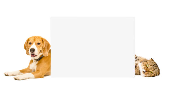 istock Beagle and cat Scottish Fold lying behind a banner 1010218714