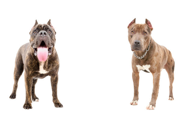 Cane Corso and pit bull standing together Cane Corso and pit bull standing together Isolated on white background nasty dog stock pictures, royalty-free photos & images