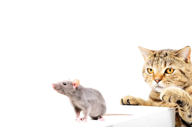chat scottish straight chasse rat gris - rat race photos et images de collection