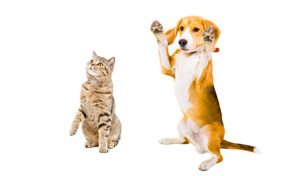 istock Cheerful Beagle dog and cat Scottish Straight 1010220848