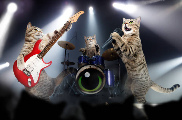concerto de músicos de gatos - three animals audio - fotografias e filmes do acervo