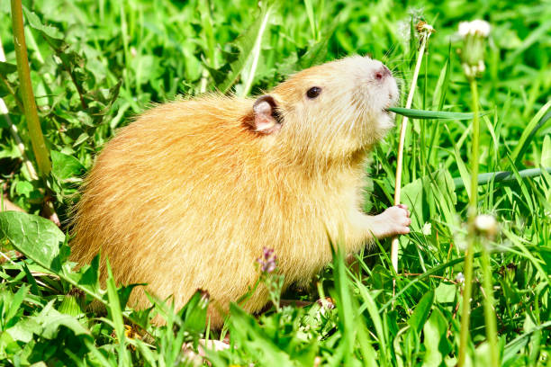 istock Coypu eating dandelions, sitting in the grass 1010220882