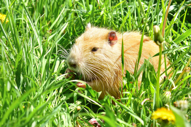istock Coypu sitting in the grass 1010220918