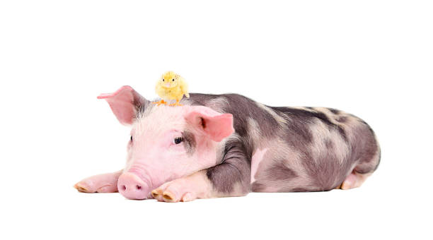istock Cute little pig with a chicken on her head 1010220932