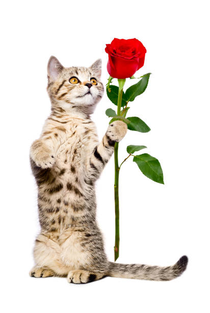 süße kätzchen scottish straight mit einer rose, auf den hinterbeinen stehend - dogrose stock-fotos und bilder