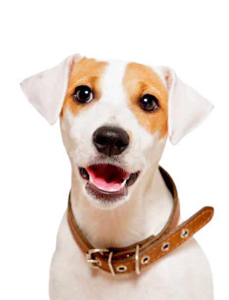 istock Cute young dog breed Parson Russel Terrier 1010220970