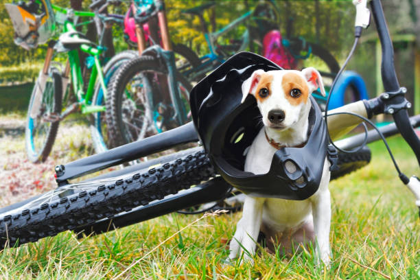 istock Dog in helmet sitting on bicycle background 1010221008