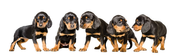istock Five cute puppy  Slovakian Hund 1010221016