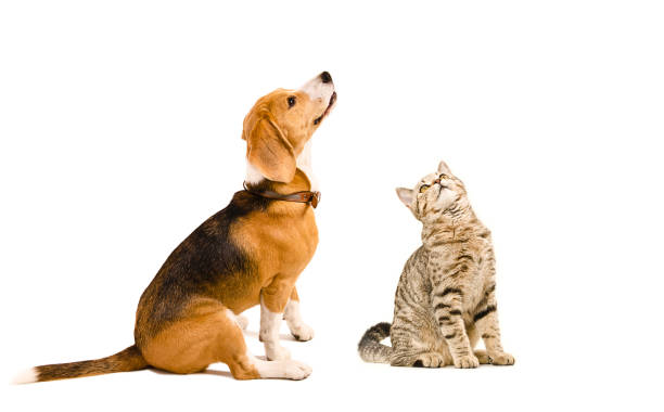 istock Funny beagle dog and a cat Scottish Straight 1010221038