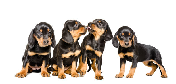 istock Four cute puppy breed Slovakian Hund 1010221040