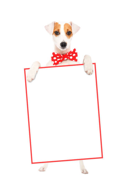 istock Funny dog Parson Russell Terrier in a bow tie, standing with a banner 1010221044