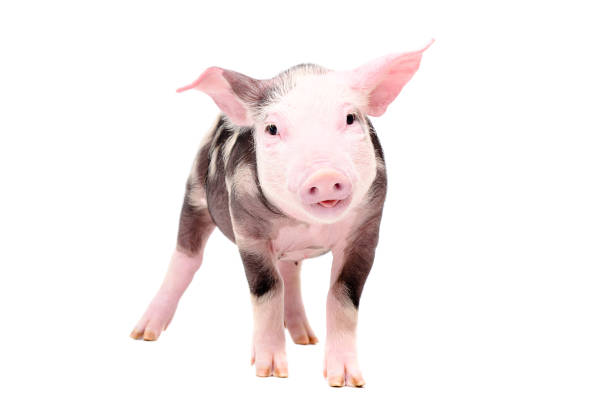 Funny piglet Funny piglet Isolated on white background the boar fish stock pictures, royalty-free photos & images