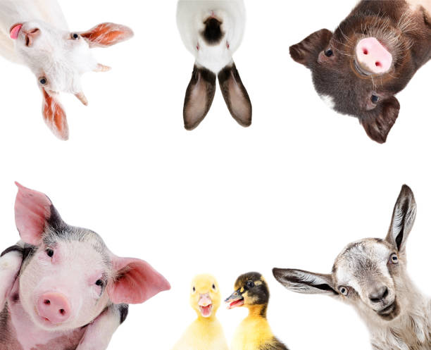 divertido retrato de un grupo de animales de granja - livestock pink agriculture nature fotografías e imágenes de stock