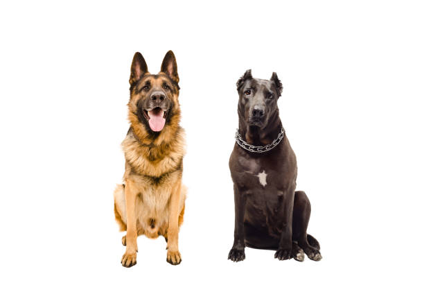 istock German Shepherd and Staffordshire terrier sitting together 1010221138