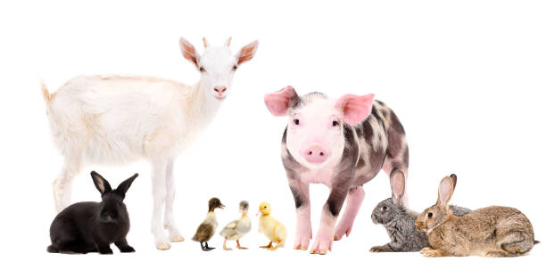 istock Group of cute farm animals 1010221194